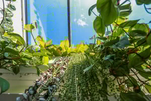 Marraum Architects_Penryn_Office plants