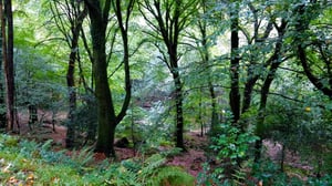 woods-cornwall