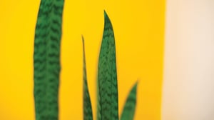 close up of snake plant leaves with yellow wall behind